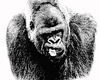 Gorilla Male Image